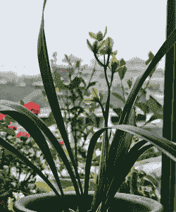 10月份兰花的有哪些 10月份兰花的有哪些