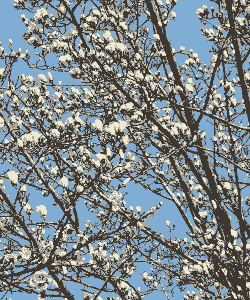 花在什么时候盛开 花在什么时候盛开