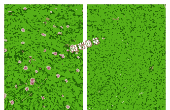 一般地被草有哪些 一般地被草有哪些