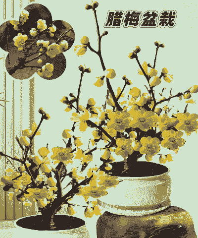 养梅花用什么花盆 养梅花用什么花盆