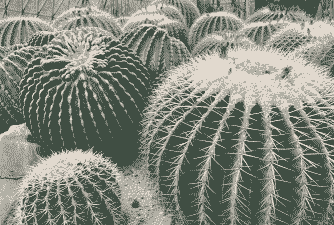 仙人掌类多肉有哪些品种 仙人掌类多肉有哪些品种