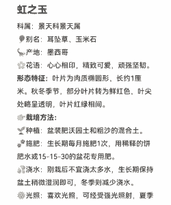 虹之玉的生长过程 虹之玉的生长过程