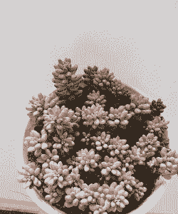 虹之玉锦的养殖方法和注意事项 虹之玉锦的养殖方法和注意事项