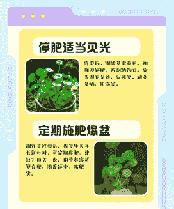 铜钱草开过花以后需要处理吗 铜钱草开过花以后需要处理吗