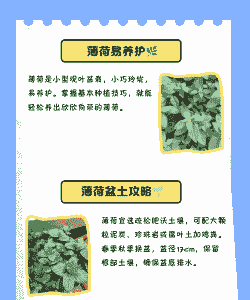 薄荷怎么水培转土培 薄荷怎么水培转土培