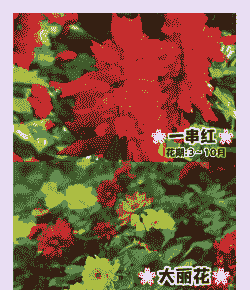 什么鲜花放的时间比较久 什么鲜花放的时间比较久