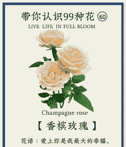 香槟花的花语 香槟花的花语