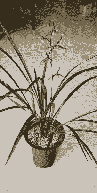 八种耐寒的兰花 八种耐寒的兰花