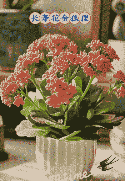 家庭养花什么品种最适合 家庭养花什么品种最适合