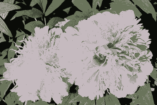 牡丹中最高贵的品种 牡丹中最高贵的品种