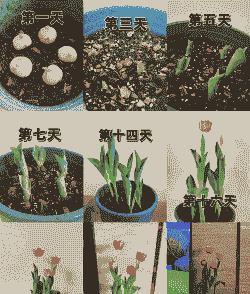 郁金香的种植和养殖方法 郁金香的种植和养殖方法