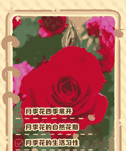 月季花几月份开花 月季花几月份开花