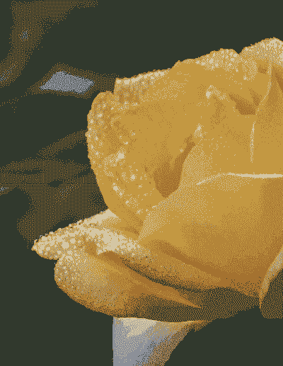 月季花的花瓣像什么 月季花的花瓣像什么