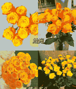 黄玫瑰真正的花语 黄玫瑰真正的花语