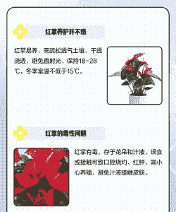 为什么红掌不能养一盆 为什么红掌不能养一盆