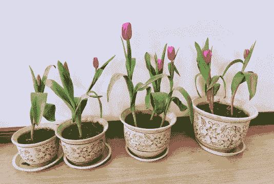 12月可以种郁金香吗 12月可以种郁金香吗