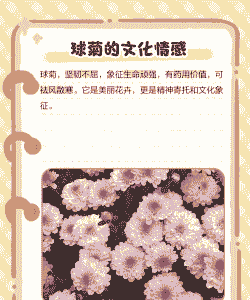 球菊的花语和寓意 球菊的花语和寓意