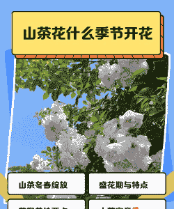 山茶花是几月开的 山茶花是几月开的