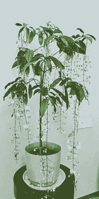 垂丝茉莉一年开几次花 垂丝茉莉一年开几次花