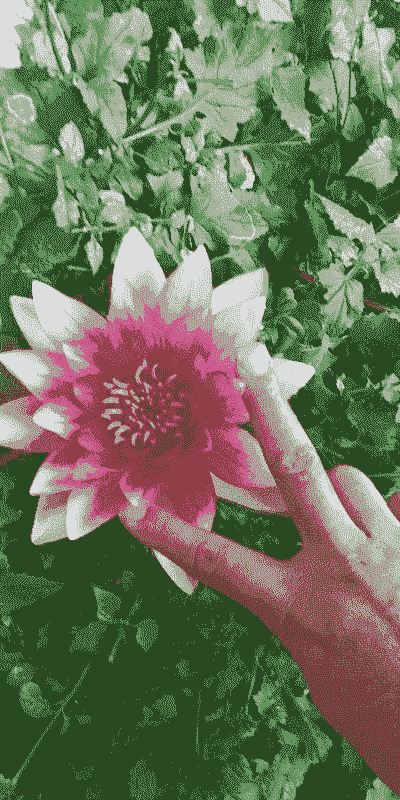 睡莲几月份开花 睡莲几月份开花