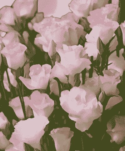 盆栽洋桔梗第二年还开花么 盆栽洋桔梗第二年还开花么