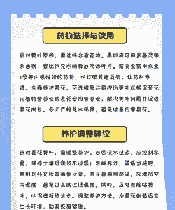 夏天昙花叶子发黄怎么办 夏天昙花叶子发黄怎么办