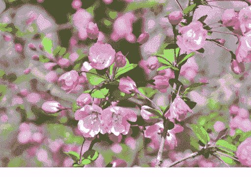 垂丝海棠什么时候开花 垂丝海棠什么时候开花