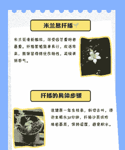 米兰扦插时间和方法 米兰扦插时间和方法