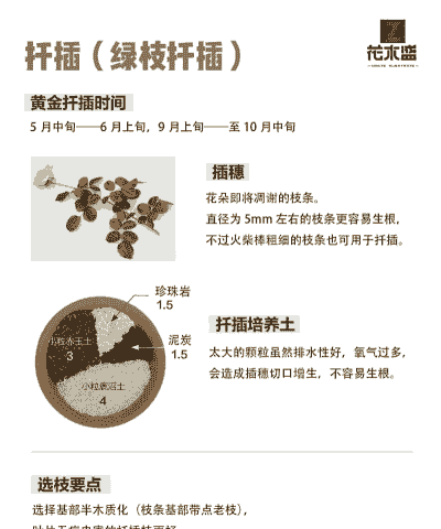 月季花怎么种 月季花怎么种