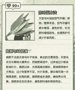 天堂鸟黄叶是怎么回事 天堂鸟黄叶是怎么回事