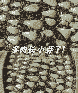 多肉老桩光杆上如何发芽 多肉老桩光杆上如何发芽