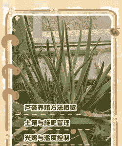 芦荟的养殖方法 芦荟的养殖方法