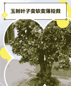 玉树叶子变薄和发软是怎么情况 玉树叶子变薄和发软是怎么情况