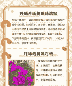 三角梅怎么扦插成活率高 三角梅怎么扦插成活率高