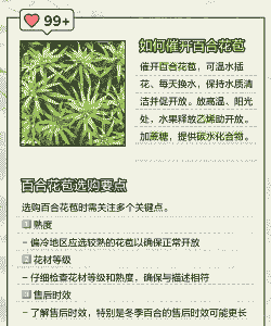 从花店买来的百合花苞不开花 从花店买来的百合花苞不开花