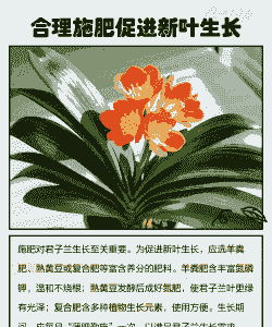 君子兰不长新叶子是怎么回事 君子兰不长新叶子是怎么回事