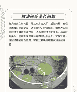 碗莲的茎太长立不起来 碗莲的茎太长立不起来