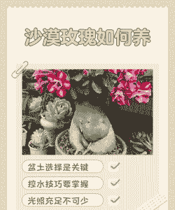 沙漠玫瑰的养殖方法和注意事项盆栽 沙漠玫瑰的养殖方法和注意事项盆栽