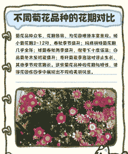 菊花什么时候剪枝最好 菊花什么时候剪枝最好