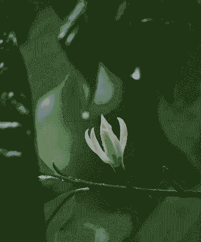 玉兰花香不香 玉兰花香不香