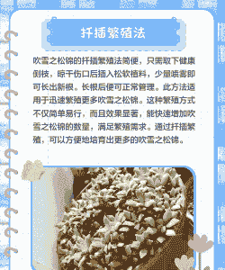 吹雪之松锦怎么扦插 吹雪之松锦怎么扦插