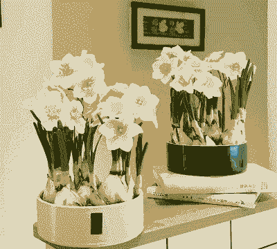 花放在什么水里最好养 花放在什么水里最好养