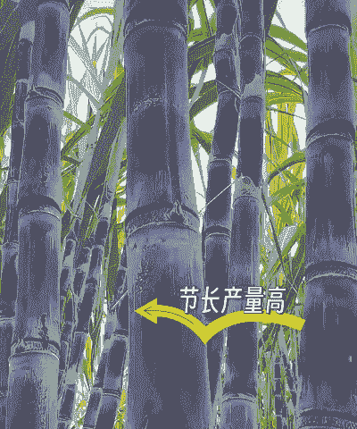 甘蔗种怎么种植 甘蔗种怎么种植