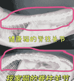 猫的脊柱和脊髓疾病 猫的脊柱和脊髓疾病