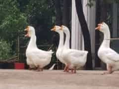 鸡鸭鹅生病用什么药！这份用药指南帮你轻松搞定，少花钱还高效