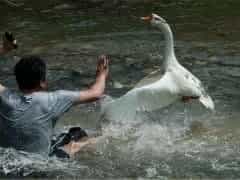 鹅是最没用的家禽？长得慢脾气差下蛋少，为什么会被驯化成家禽？