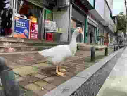 同样是家禽，鸡鸭很多人养，为何鹅却很少人养，原来有4个原因