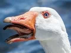 同样是家禽，为什么鸡还会孵卵，鸭就完全丧失了孵卵能力？