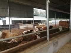 家畜家禽，一字之差，天差地别！你了解其中的秘密吗？