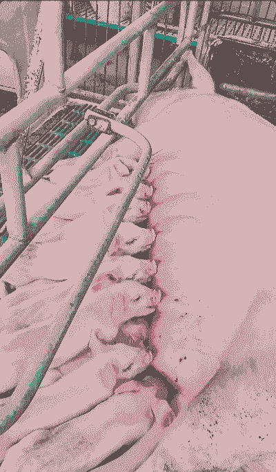 母猪产后不喂食